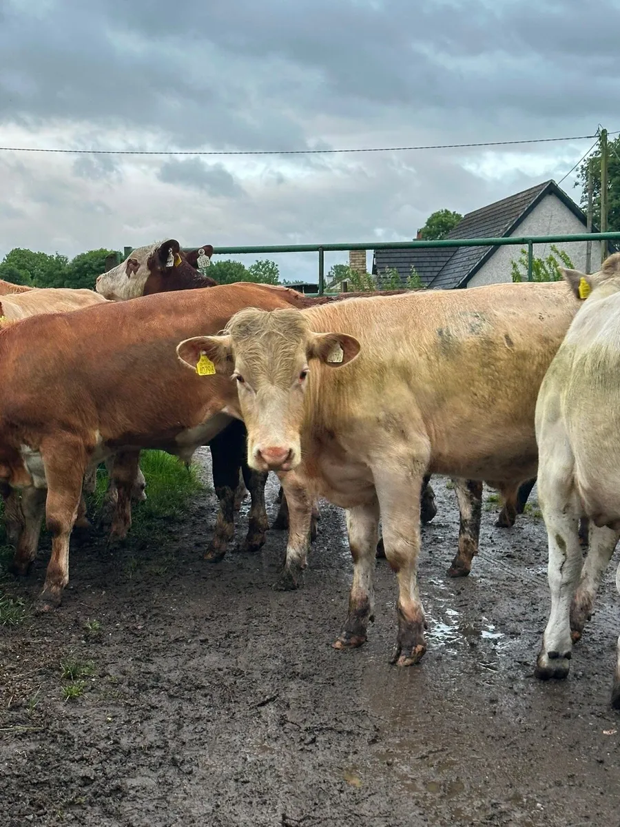 12 lovely Charlie bullocks for sale - Image 3