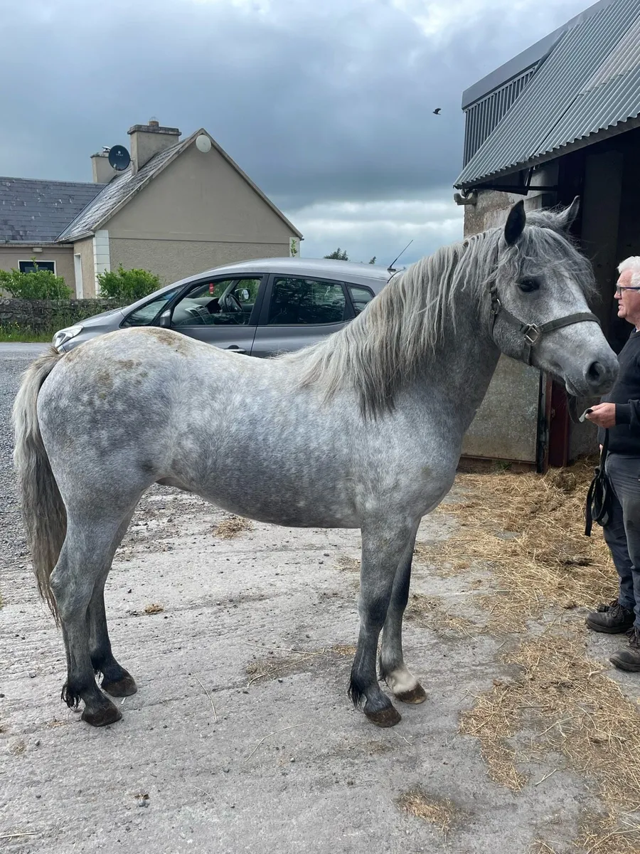 Connemara colt - Image 1