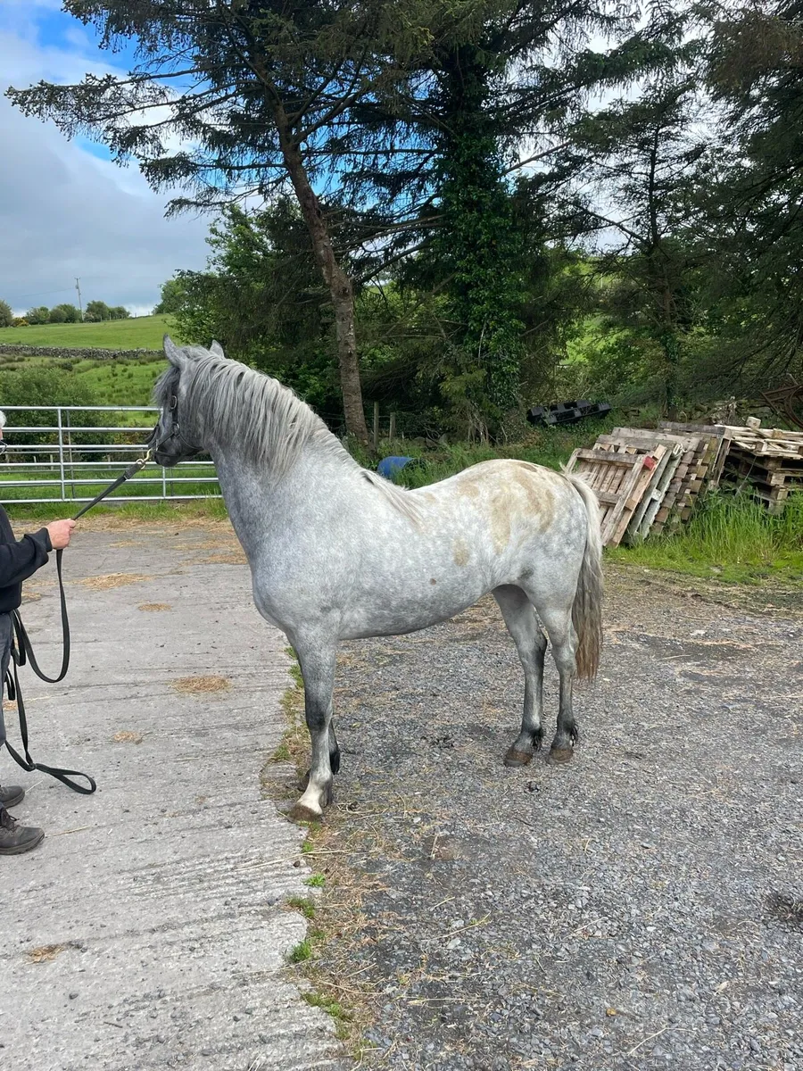 Connemara colt - Image 2