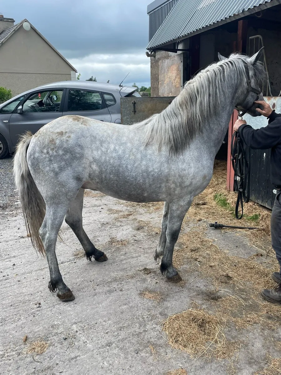 Connemara colt - Image 3