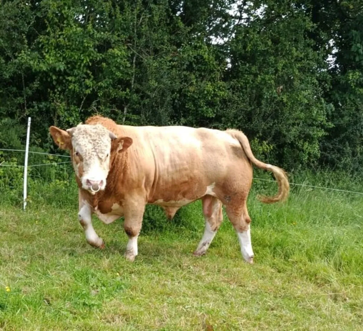 Simmental bull - Image 1