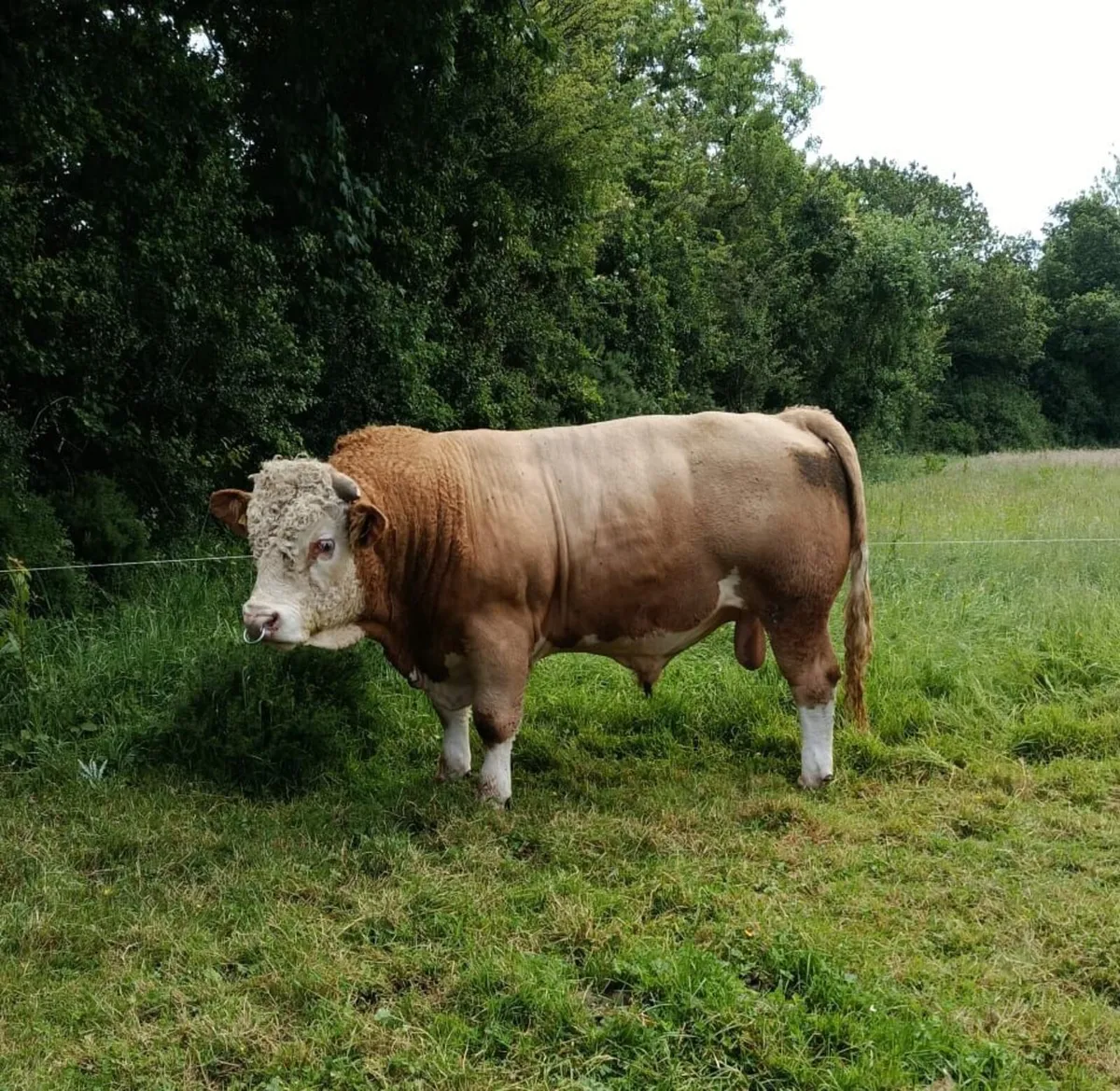 Simmental bull - Image 2
