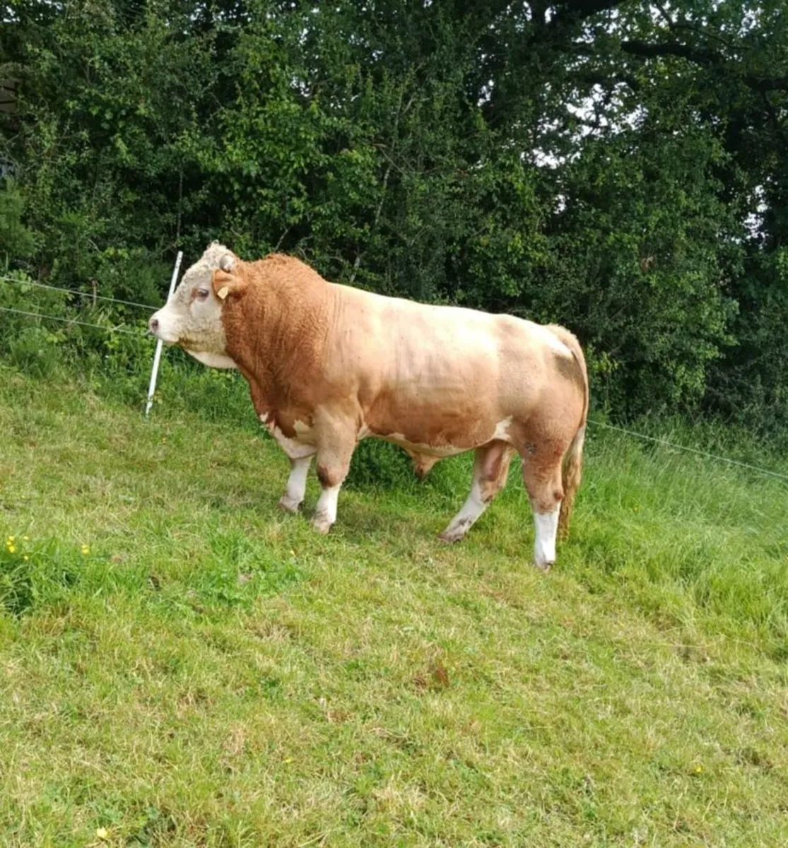 Simmental bull - Image 3