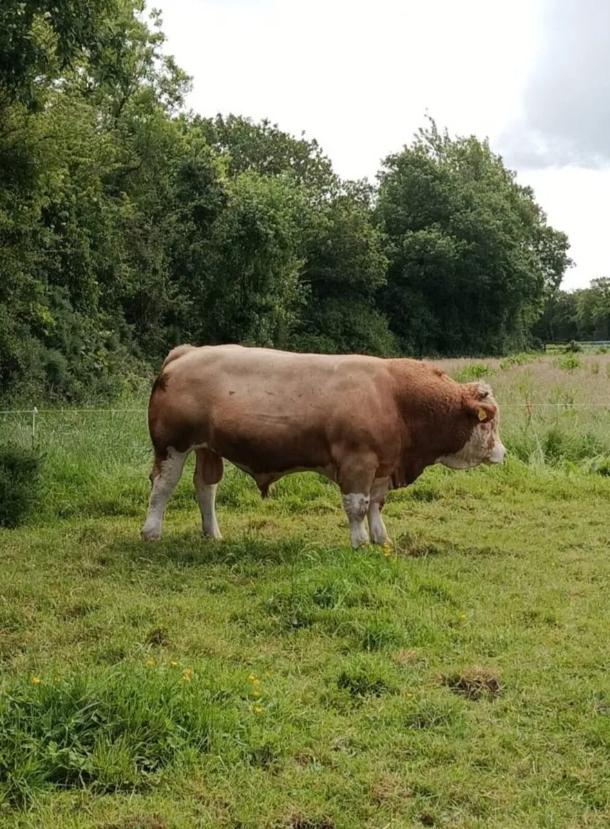 Simmental bull - Image 4