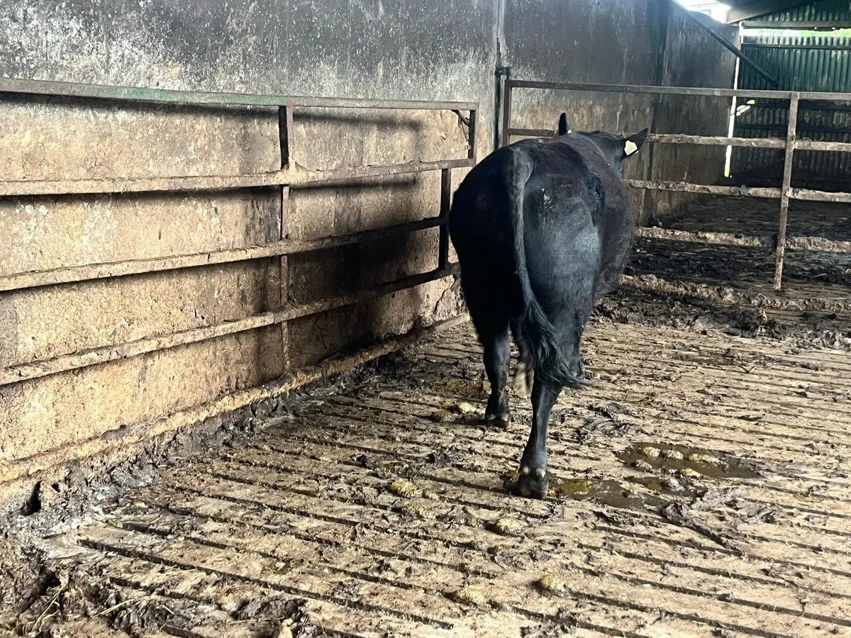 AA pb bull - Image 2