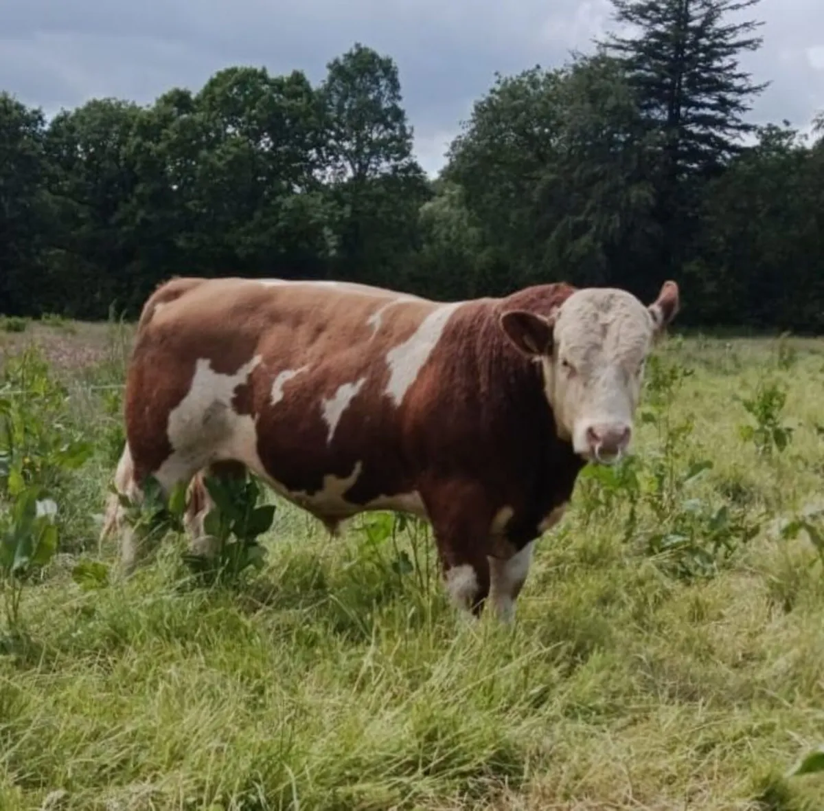 Simmental bull - Image 4