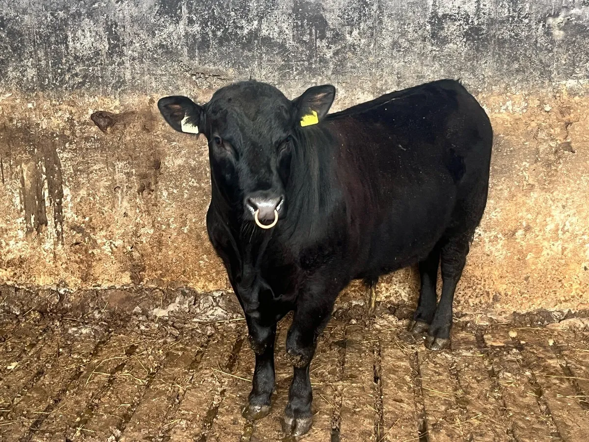 AA pb bull - Image 3