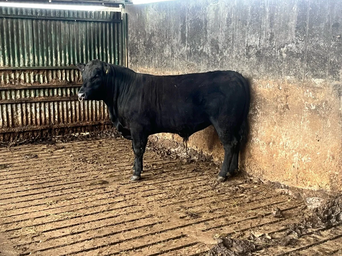 AA pb bull - Image 4