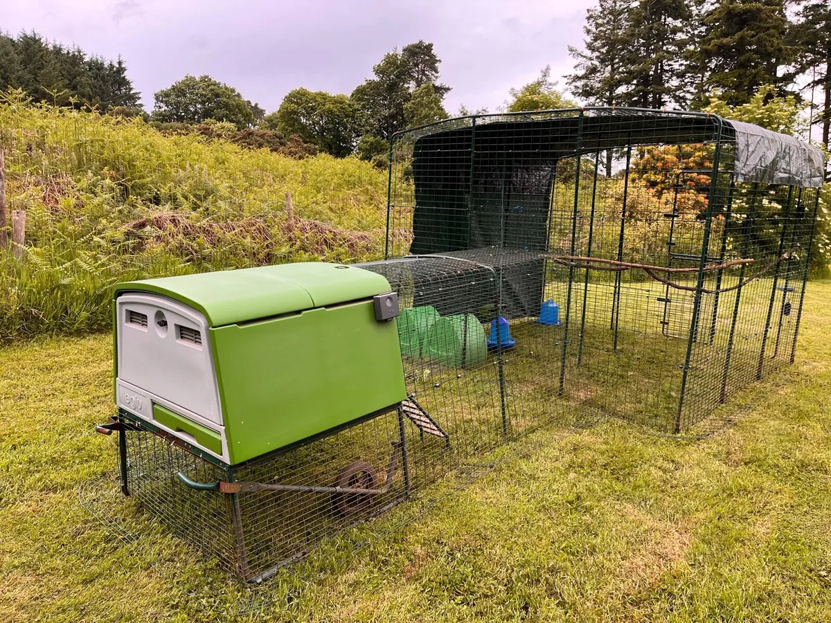 Omlet Chicken Coop and Run - Image 3