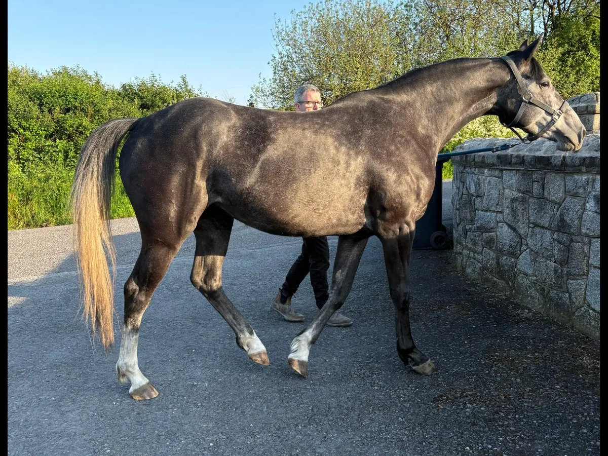 4yr old Alecante filly - Image 4