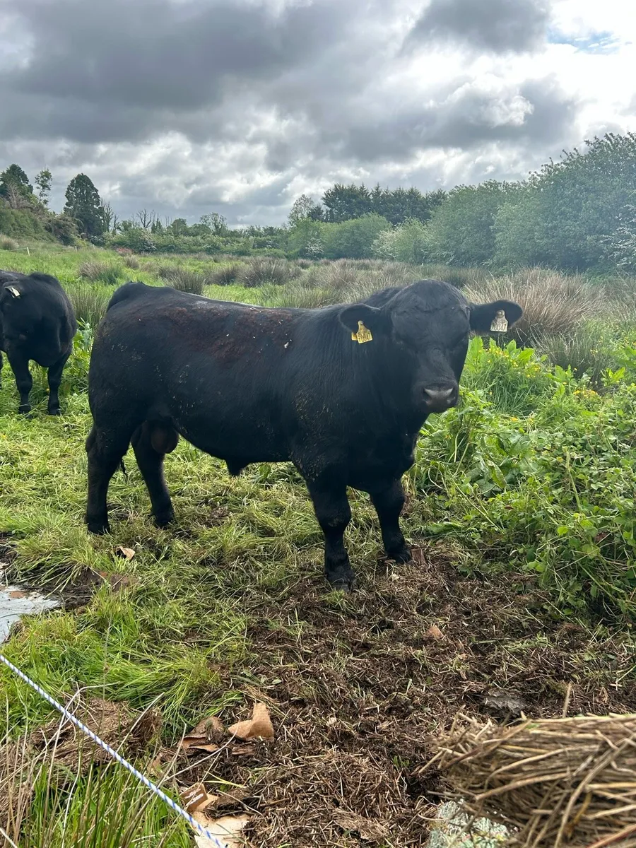 Pedigree Angus Bulls - Image 2