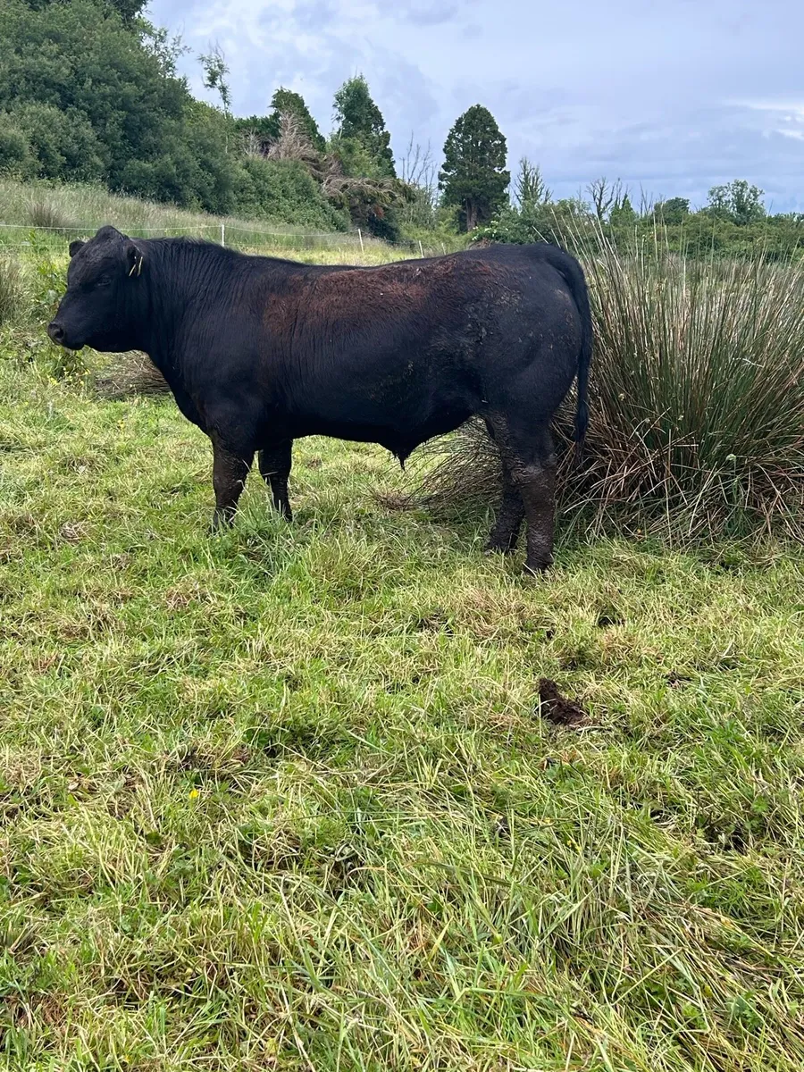 Pedigree Angus Bulls - Image 4