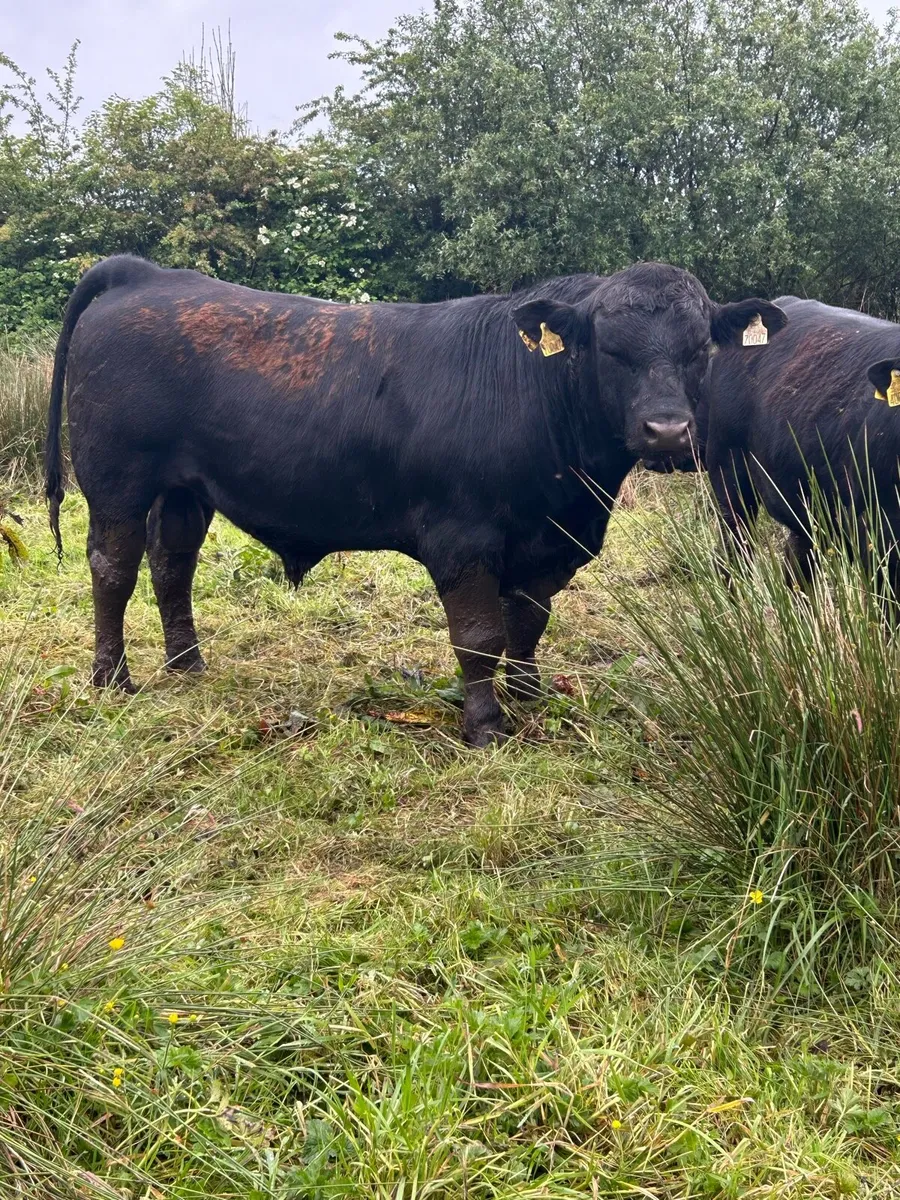Pedigree Angus Bulls - Image 1