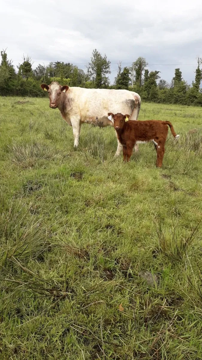 Cow and Calf - Image 3
