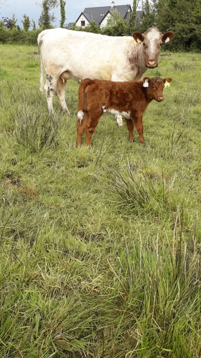 Cow and Calf - Image 4