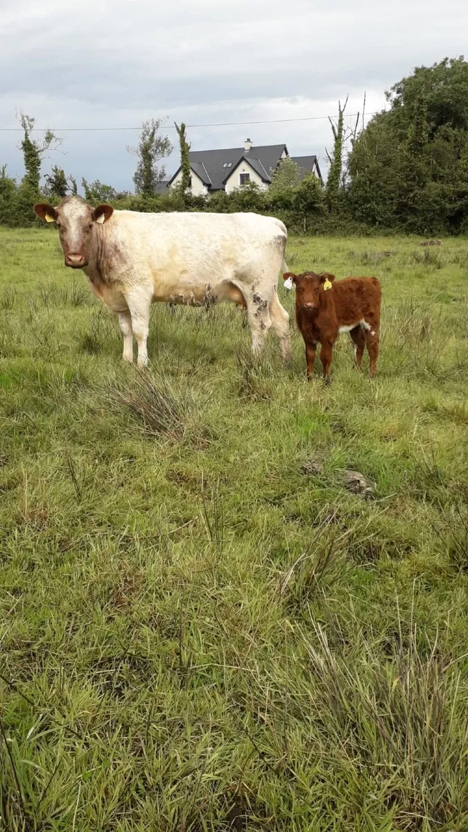 Cow and Calf - Image 1