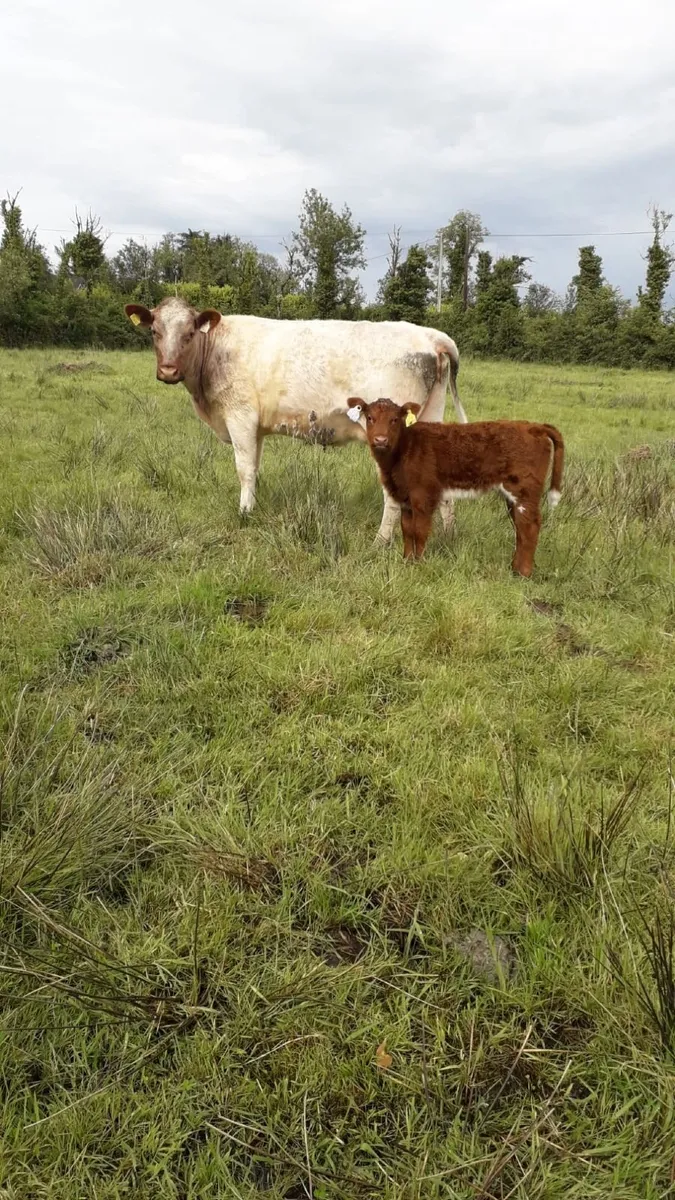 Cow and Calf - Image 2