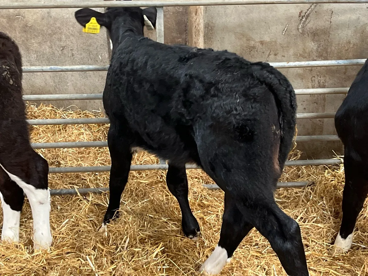 Calves For Sale - Image 4