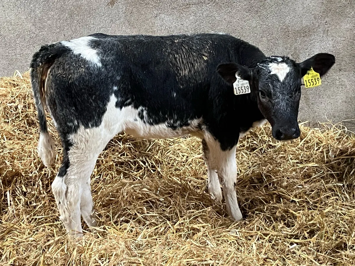 Calves For Sale - Image 1