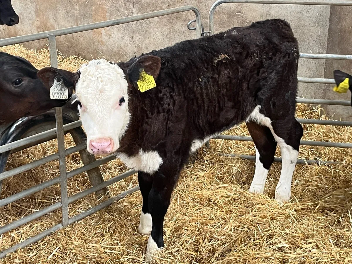 Calves For Sale - Image 3