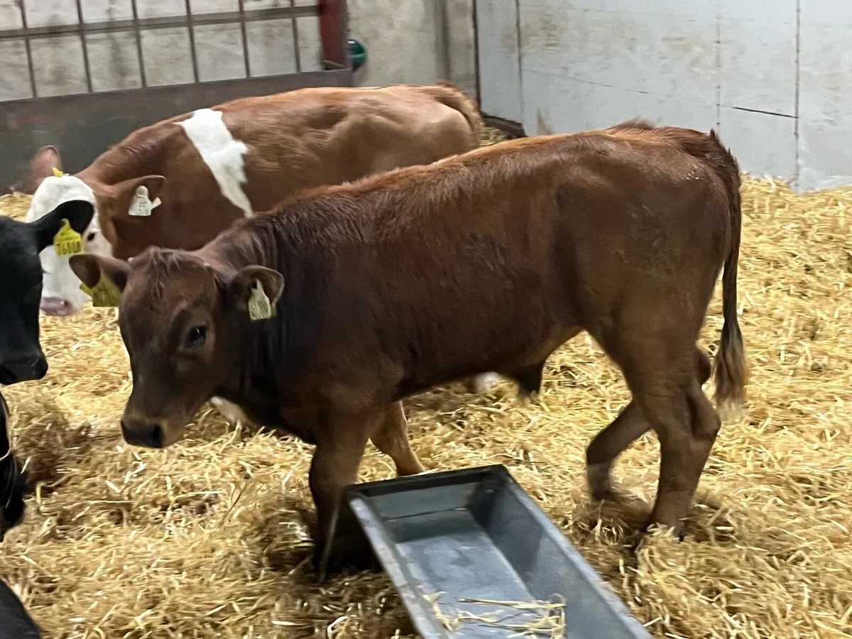 Serious Bull Runners - Ready For Grass - Image 2