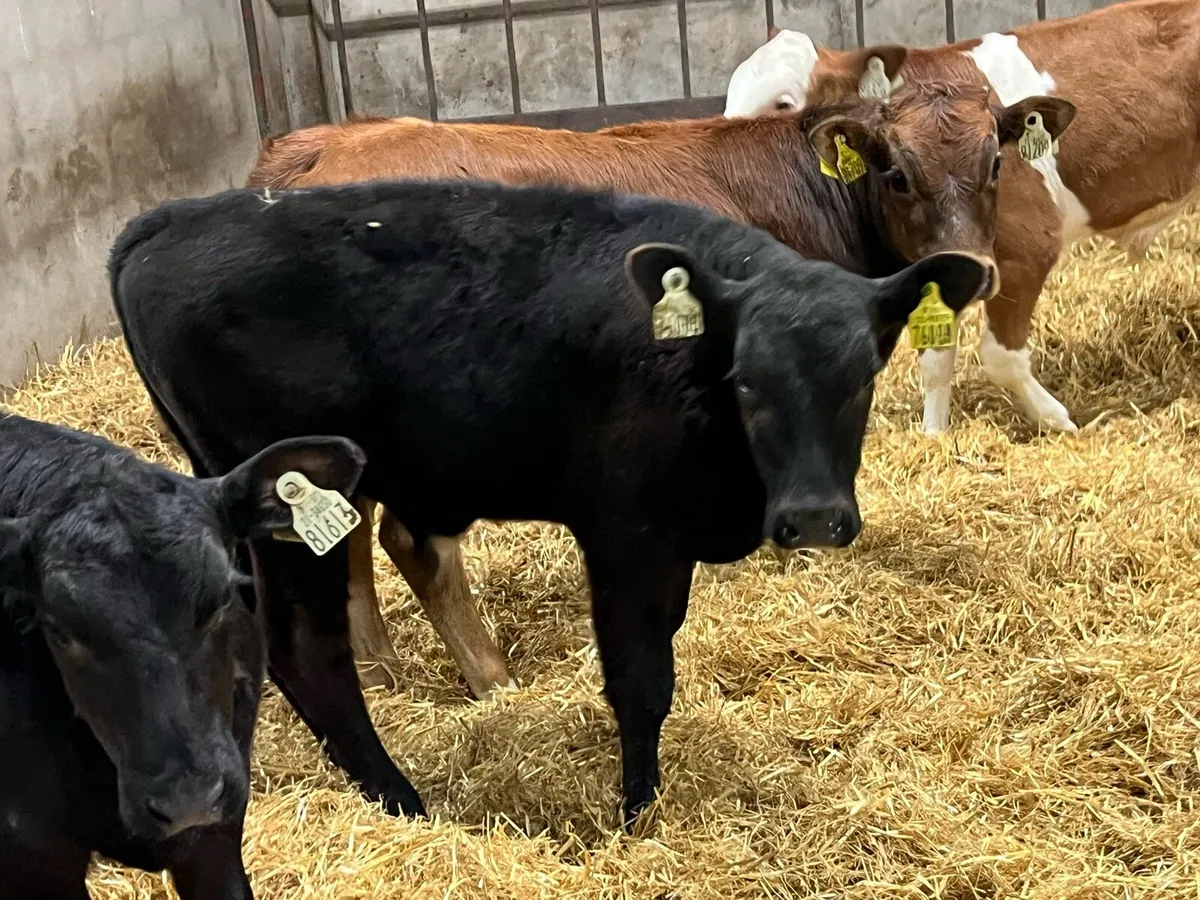 Serious Bull Runners - Ready For Grass - Image 4
