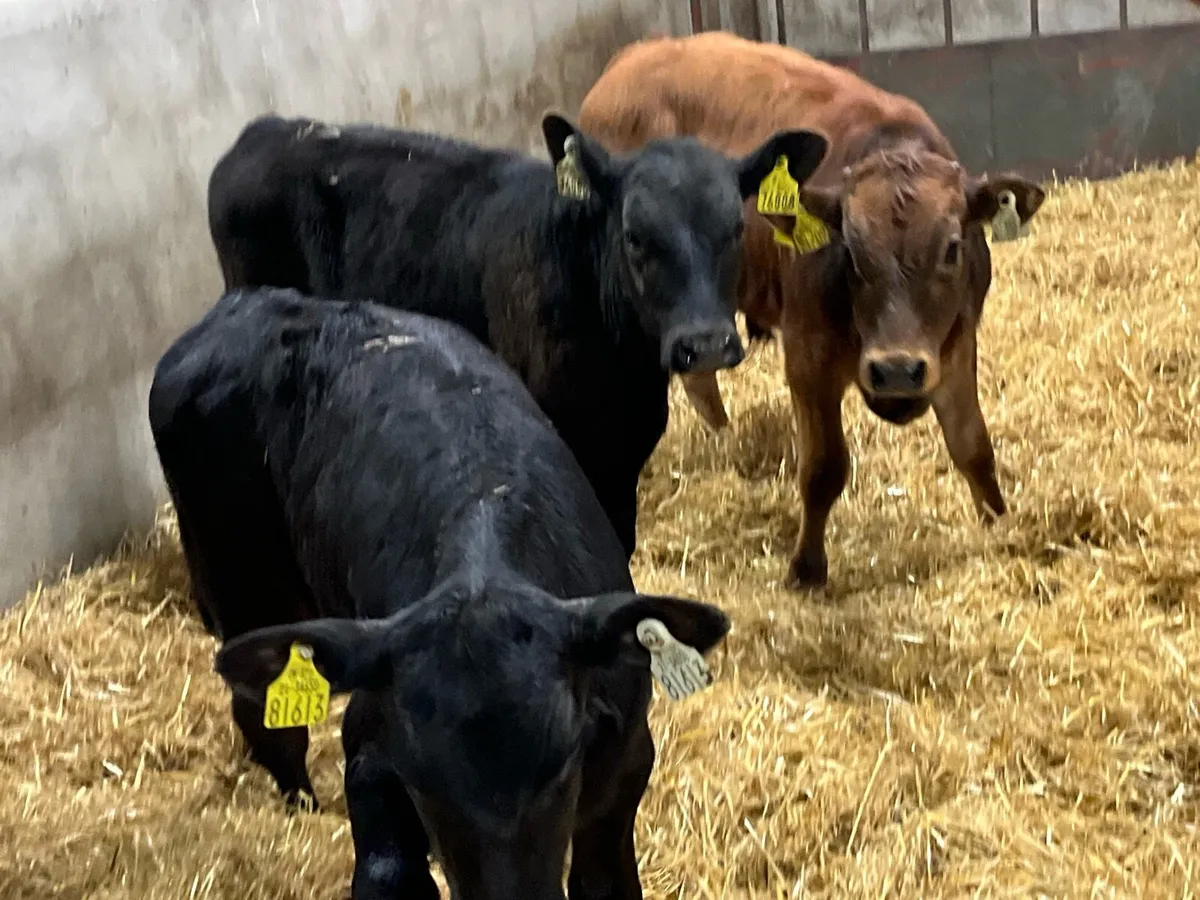 Serious Bull Runners - Ready For Grass - Image 1