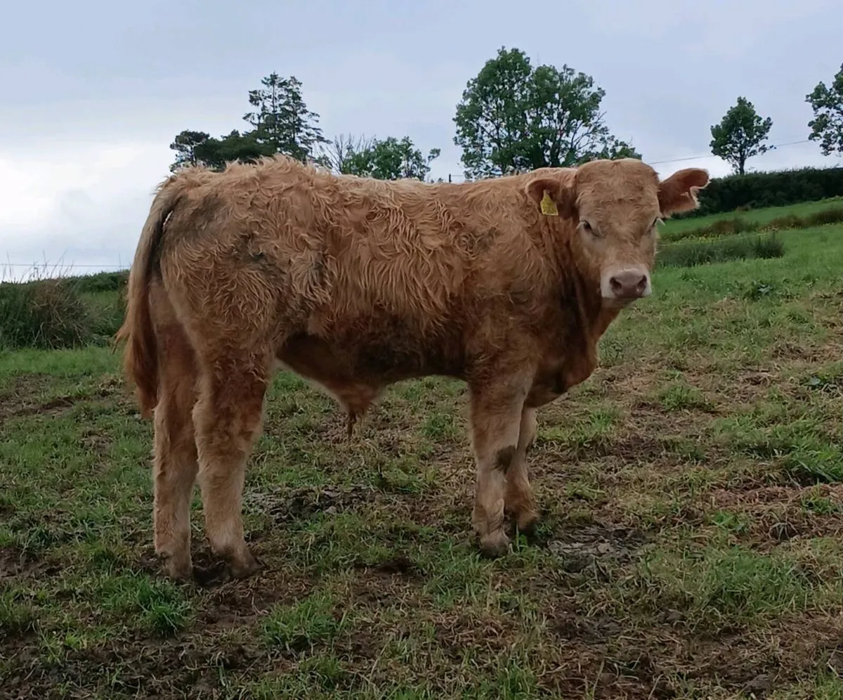 Top quality weanlings- carrigallen mart 06th june - Image 2