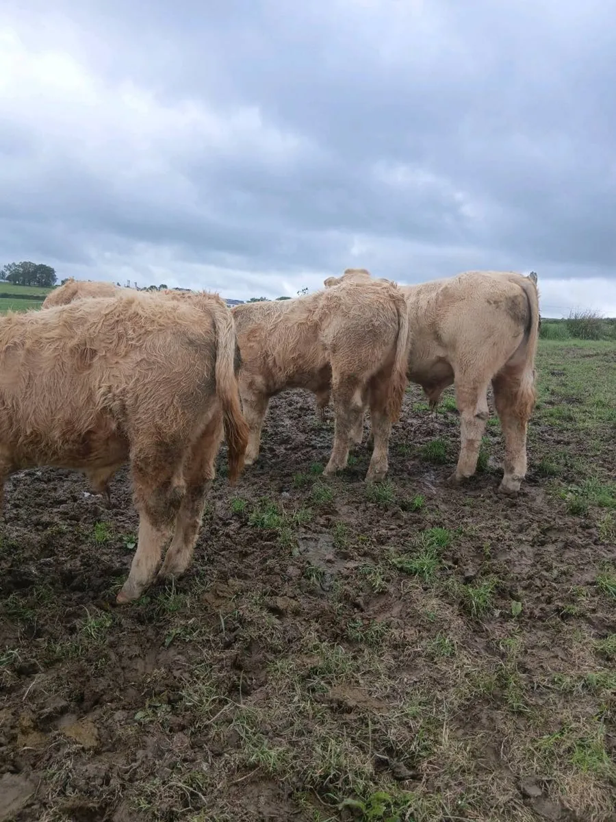 Top quality weanlings- carrigallen mart 06th june - Image 1