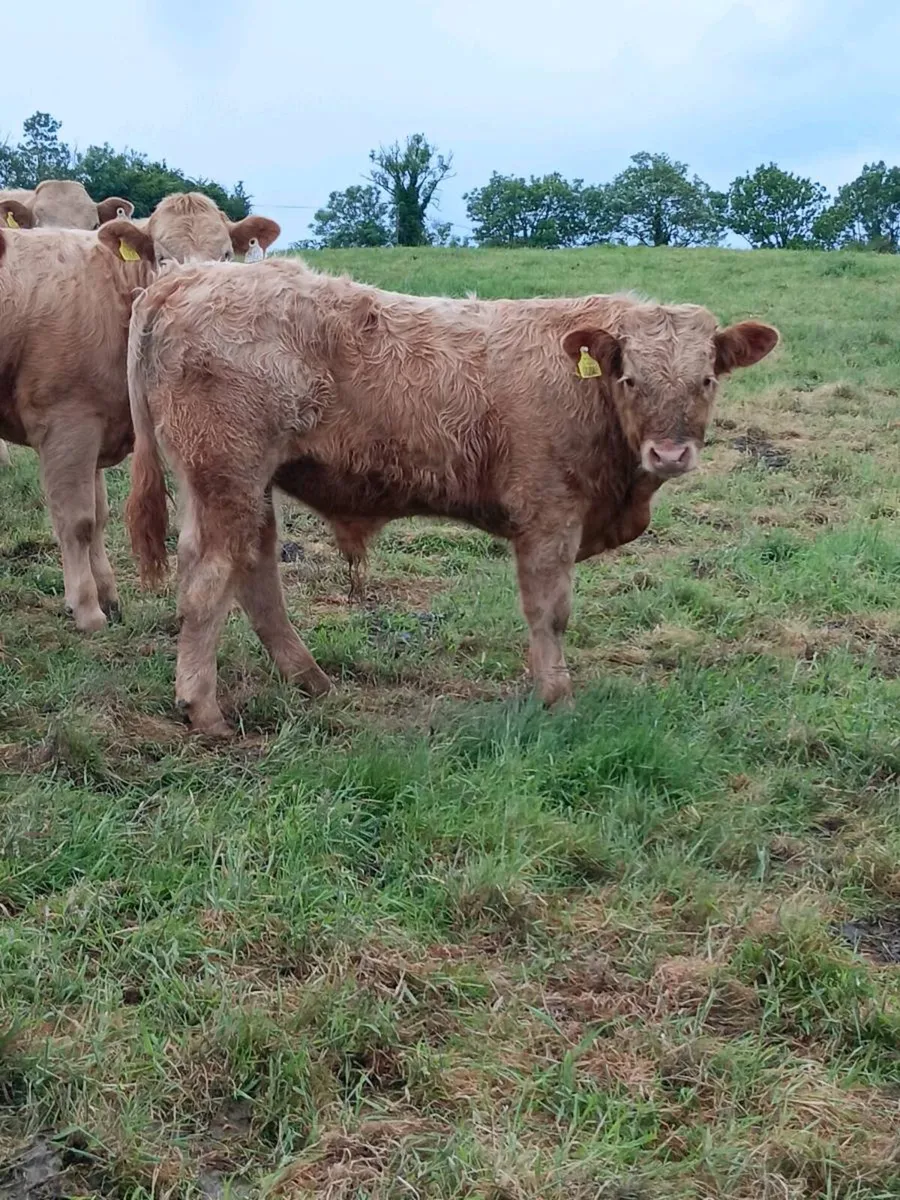 Top quality weanlings- carrigallen mart 06th june - Image 3