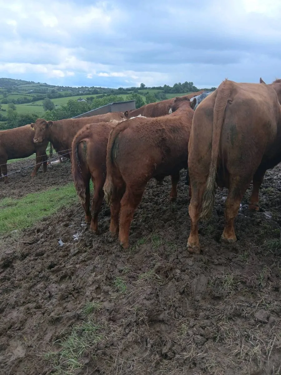 Top quality weanlings- carrigallen mart 06th june - Image 4