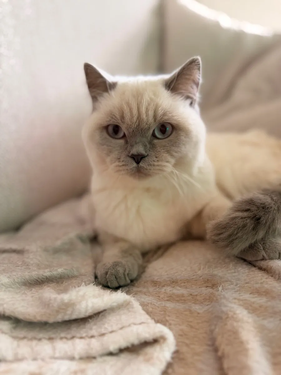 British Shorthair Lilac ColourPoint - Image 4