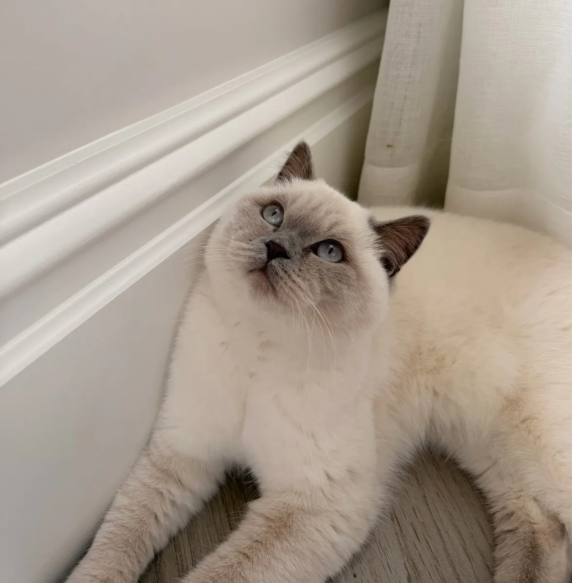 British Shorthair Lilac ColourPoint - Image 1