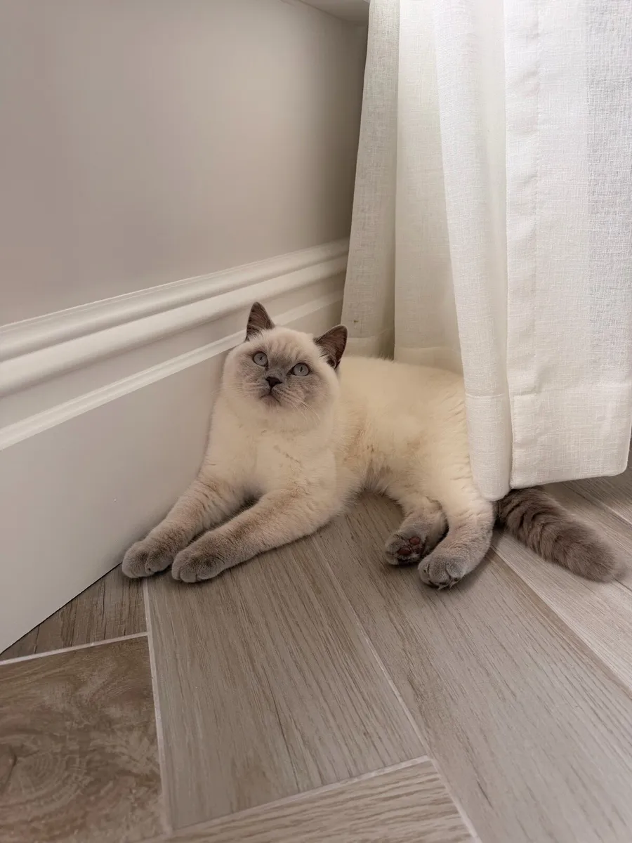 British Shorthair Lilac ColourPoint - Image 2
