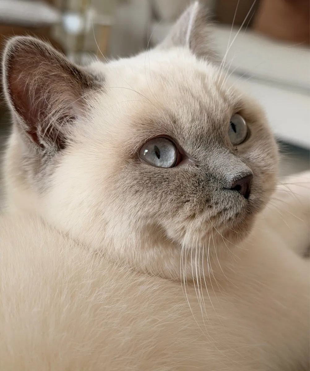 British Shorthair Lilac ColourPoint - Image 3