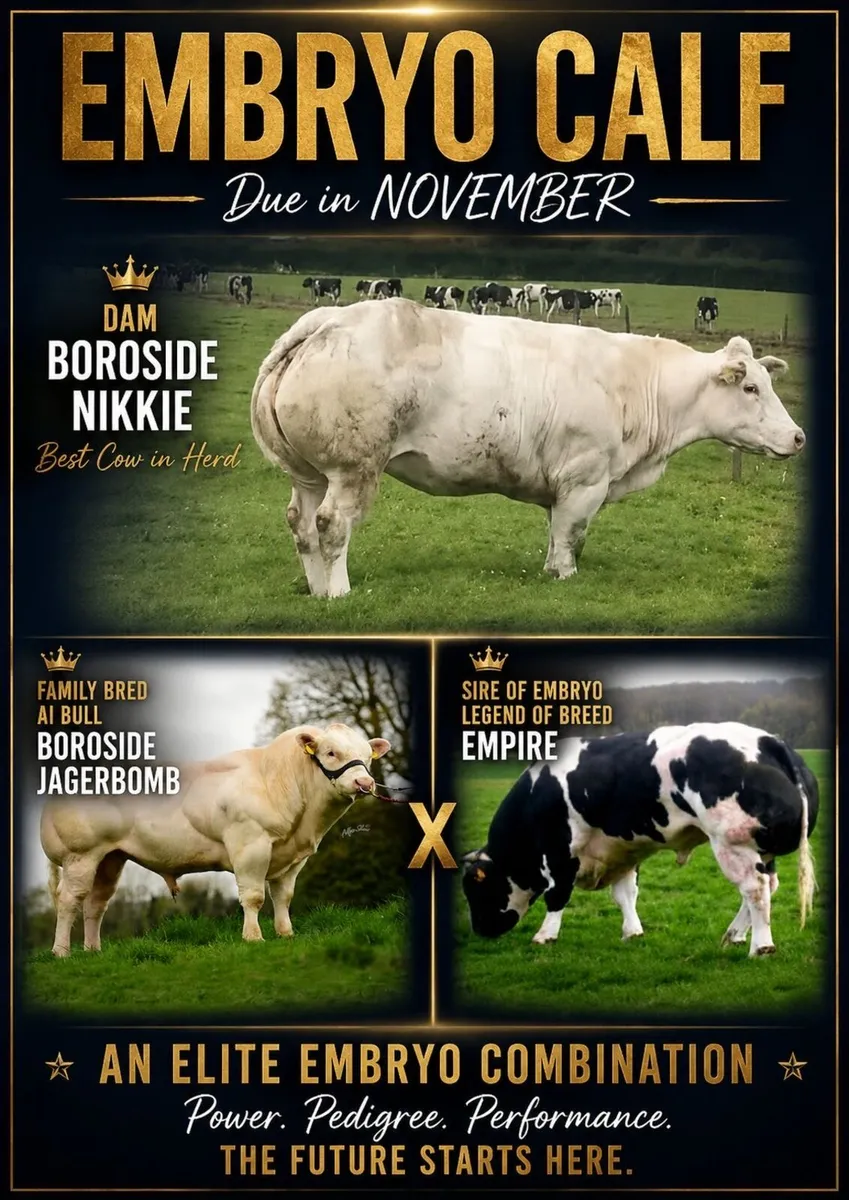 Cow carrying BB embryo