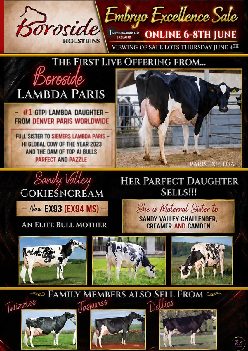 Elite Dairy Heifers @ Boroside