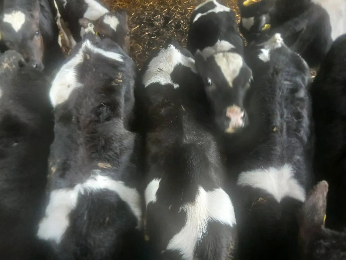 Reared bull calves - Image 2