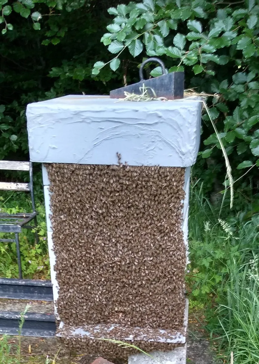 Bees