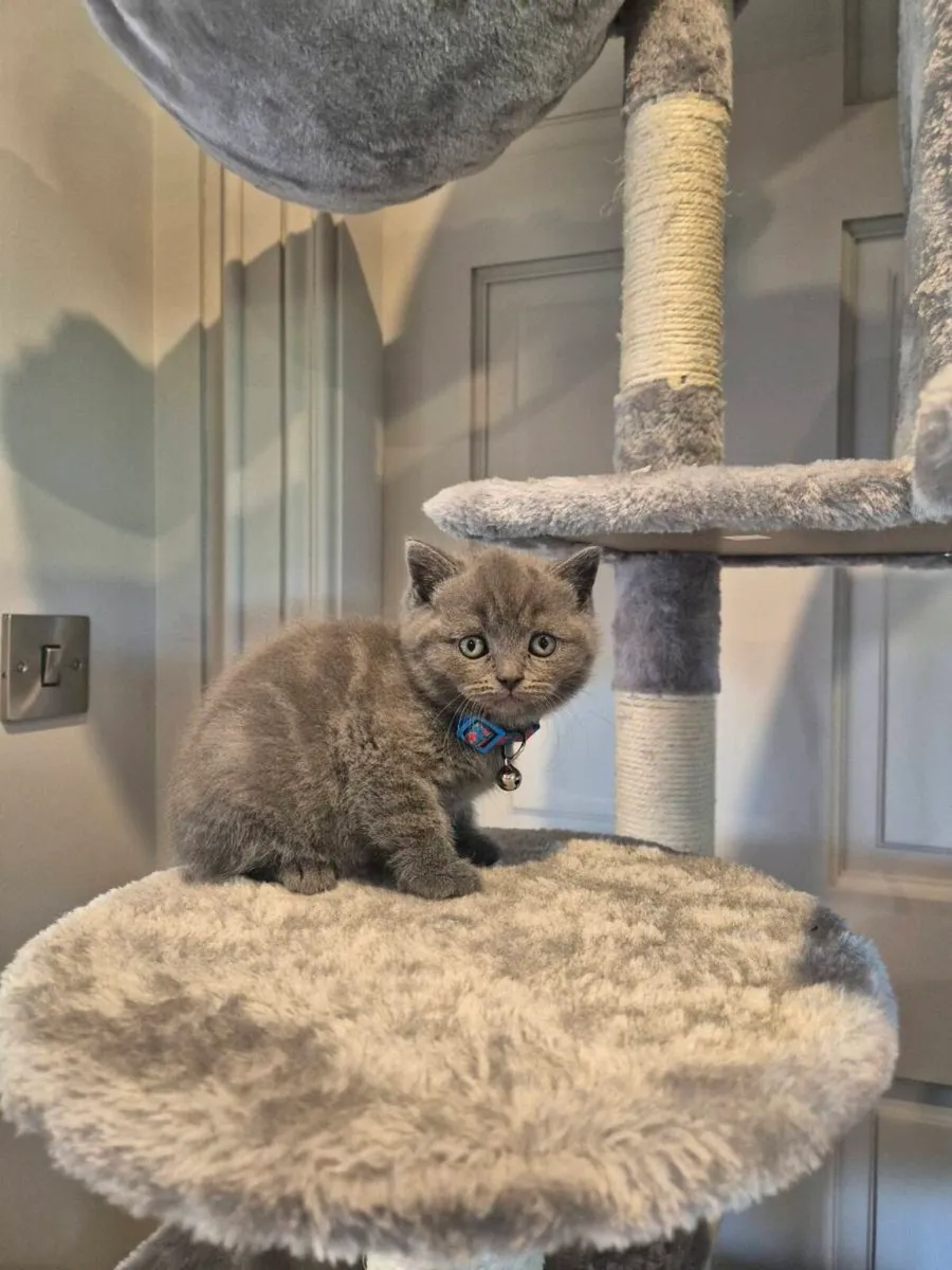 British Shorthair Blue Kittens( 1 BOY LEFT) - Image 1