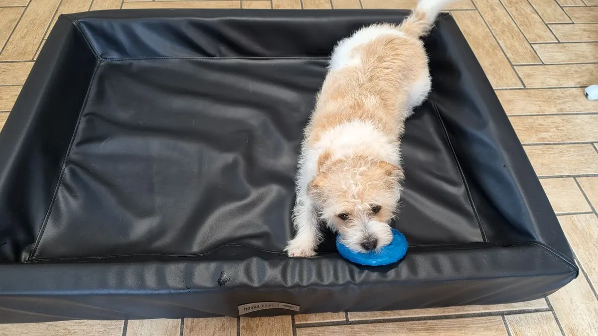 Parrot Travel Cage+ Giant Dog Bed - Image 4