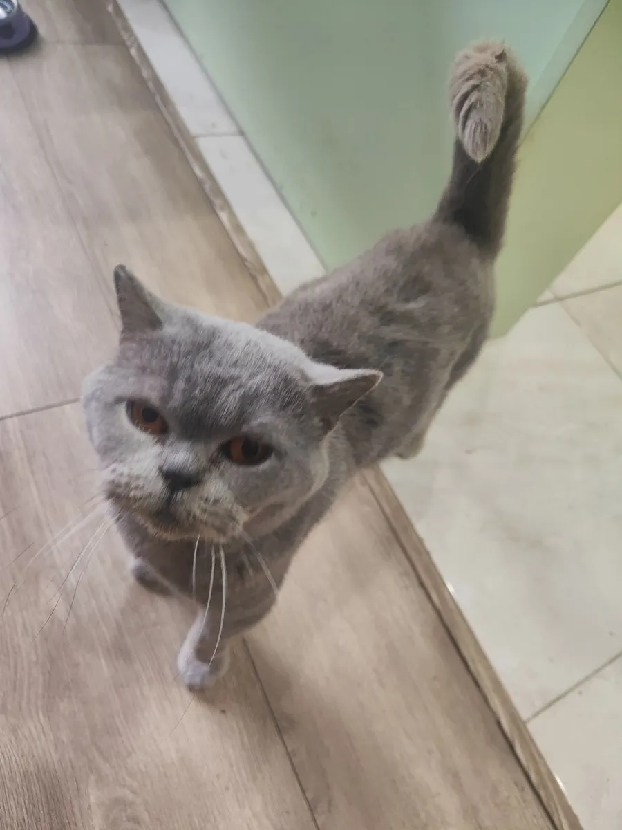 Cat - Image 3
