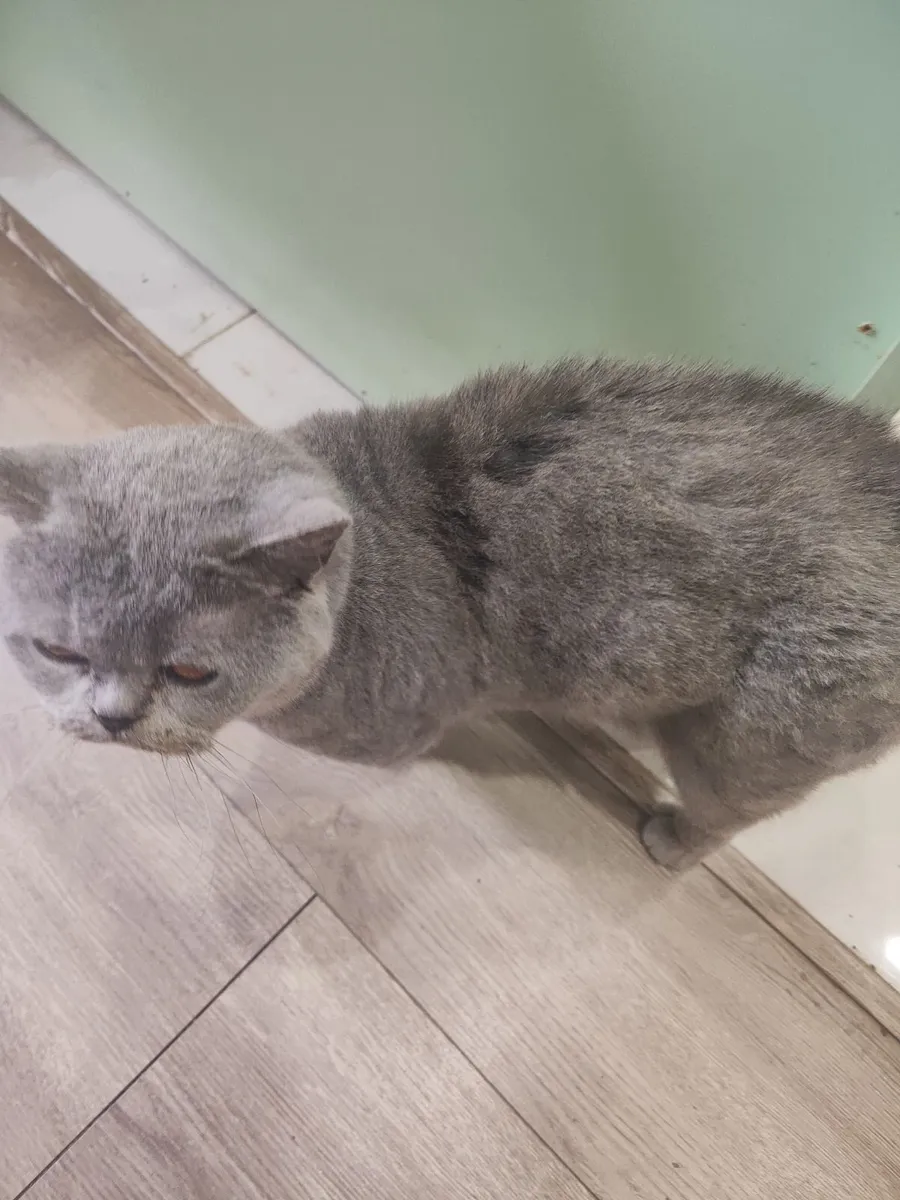 Cat - Image 4