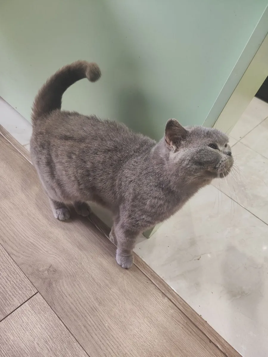 Cat - Image 2
