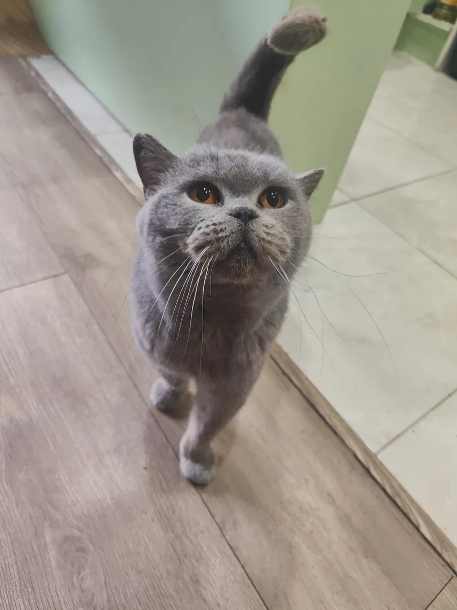 Cat - Image 1
