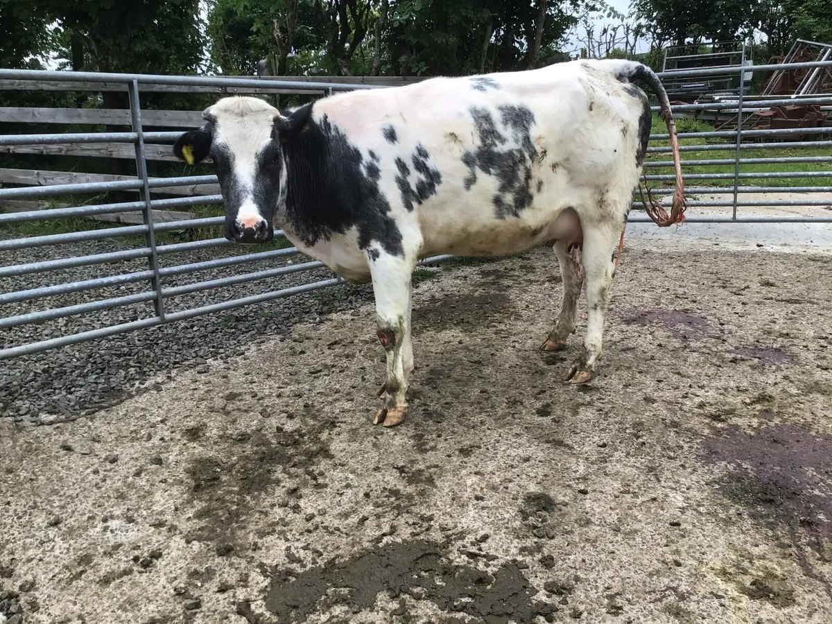 Foster Heifer - Image 1