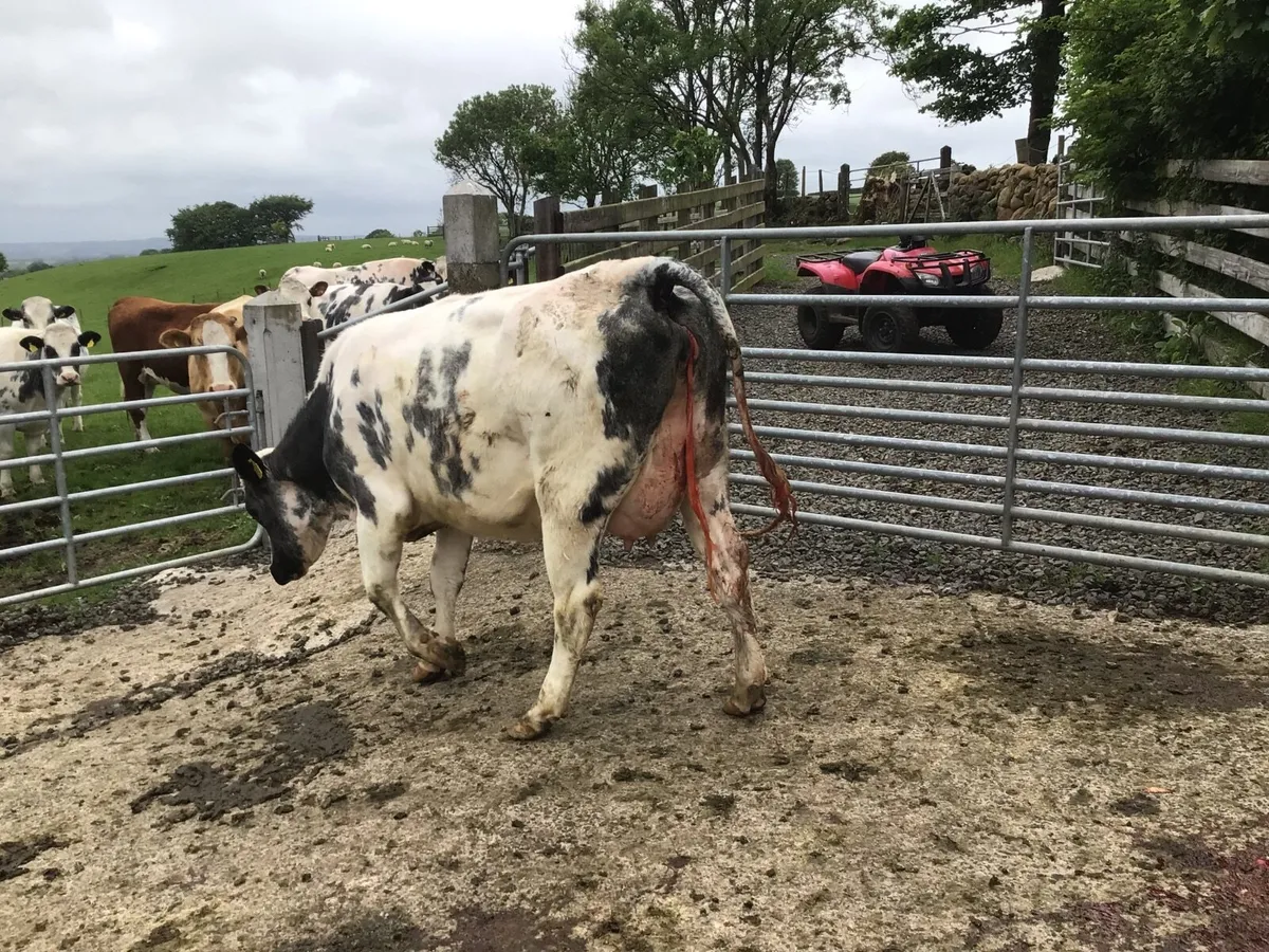 Foster Heifer - Image 2