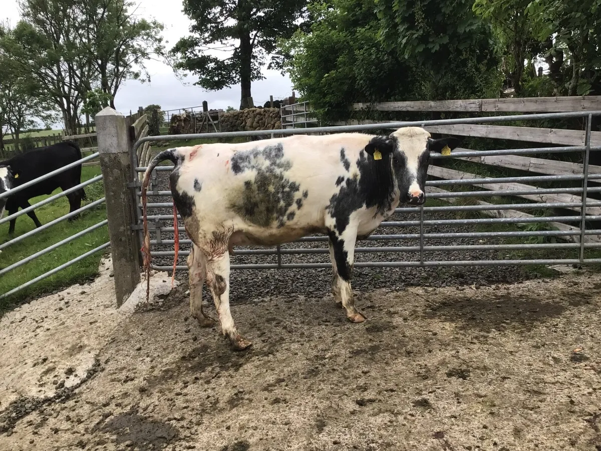Foster Heifer - Image 3