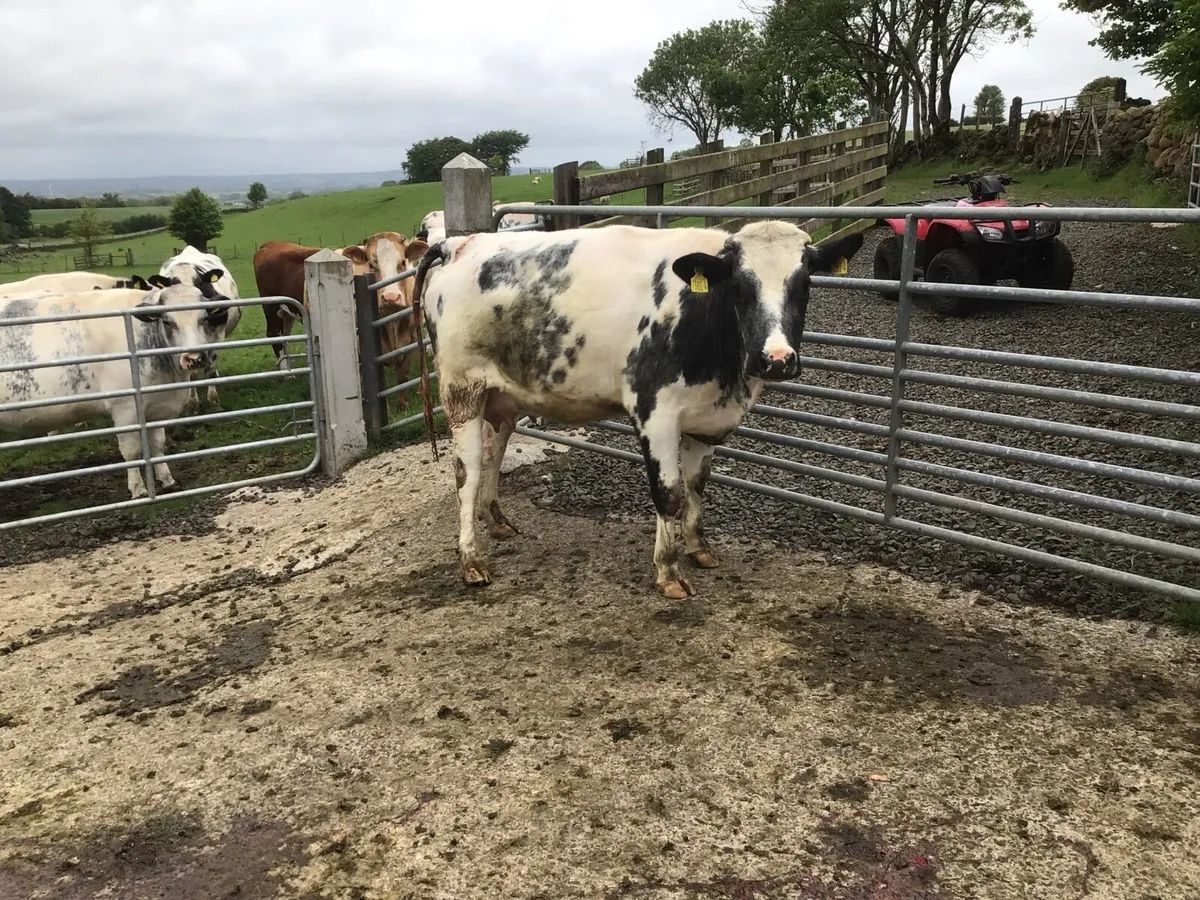 Foster Heifer - Image 4