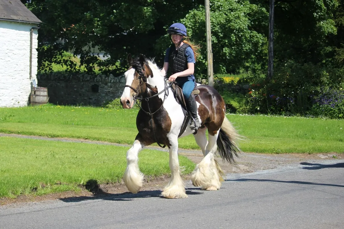 Fantastic 16h Cob gelding - Image 1